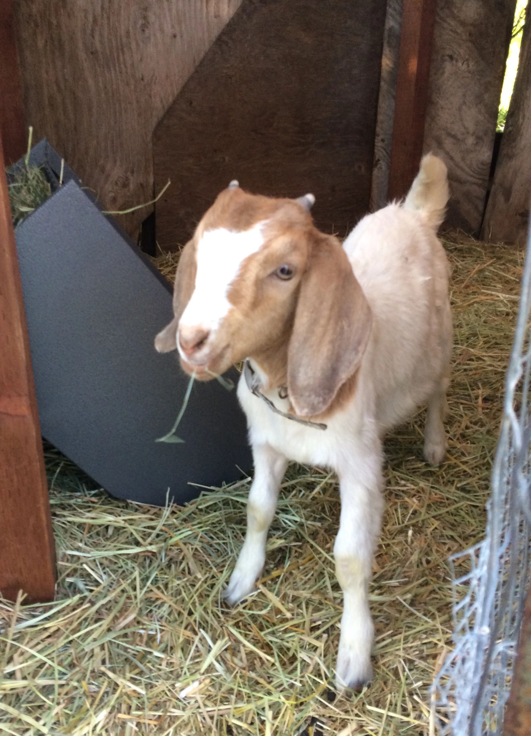 Amy Lou — a brown and white goat in the barn